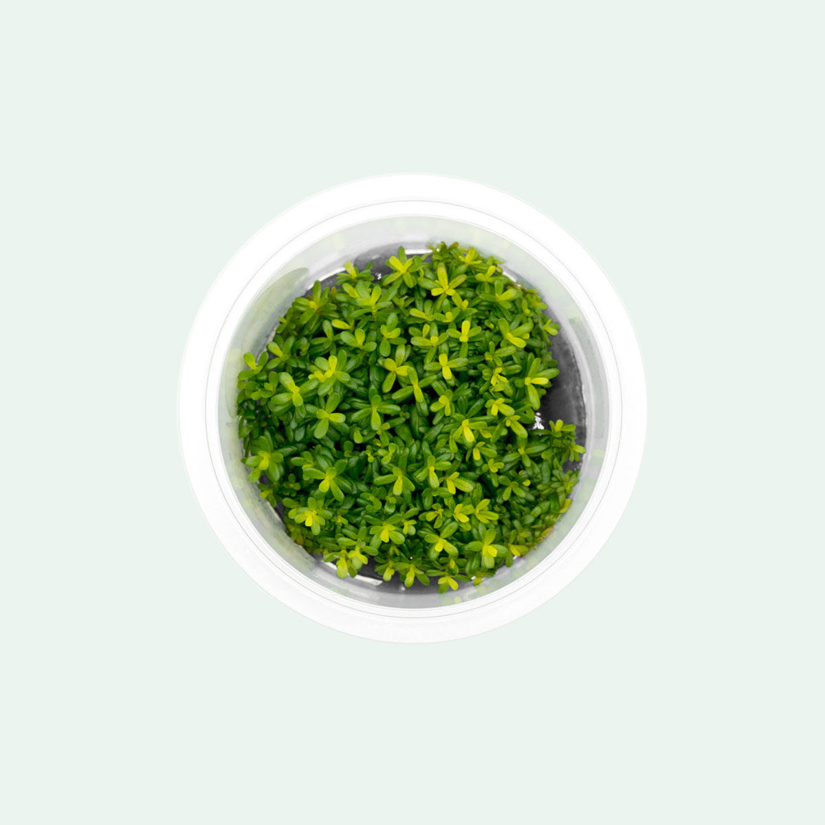 Shop Rotala Macrandra Yellow Aquatic Plants - Glass Aqua