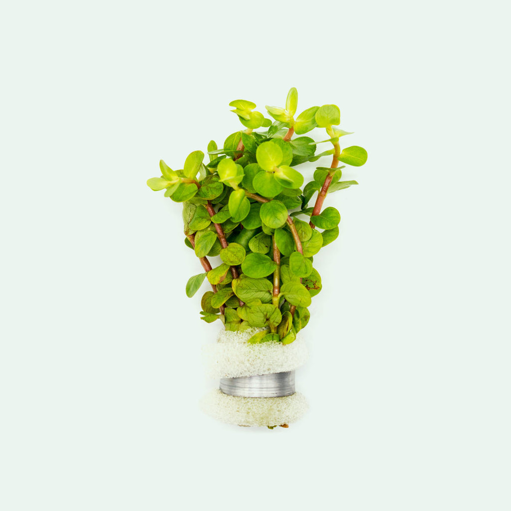 Shop Rotala Macrandra Yellow Aquatic Plants - Glass Aqua