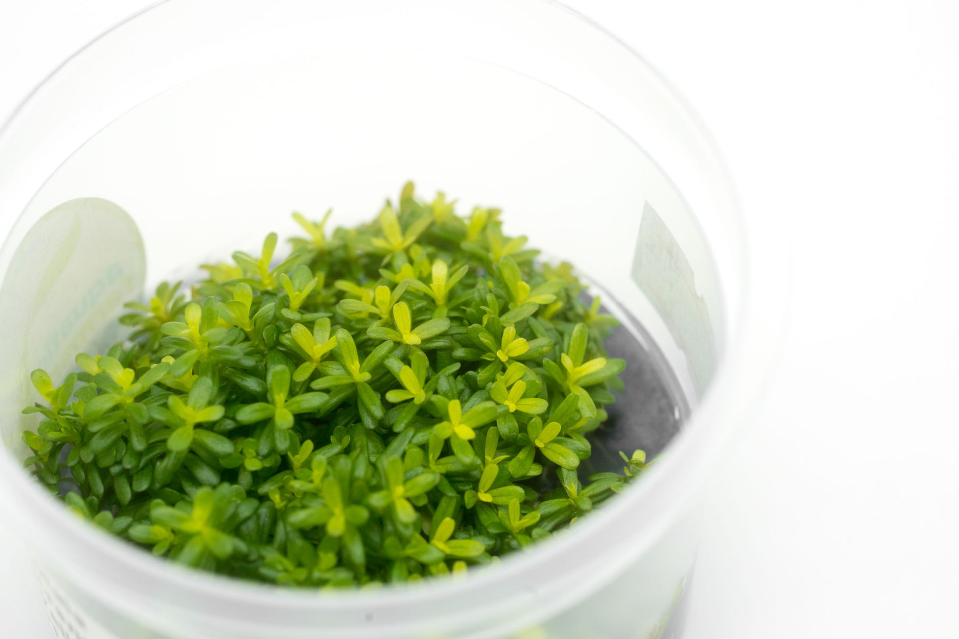 Shop Rotala Macrandra Yellow Aquatic Plants - Glass Aqua