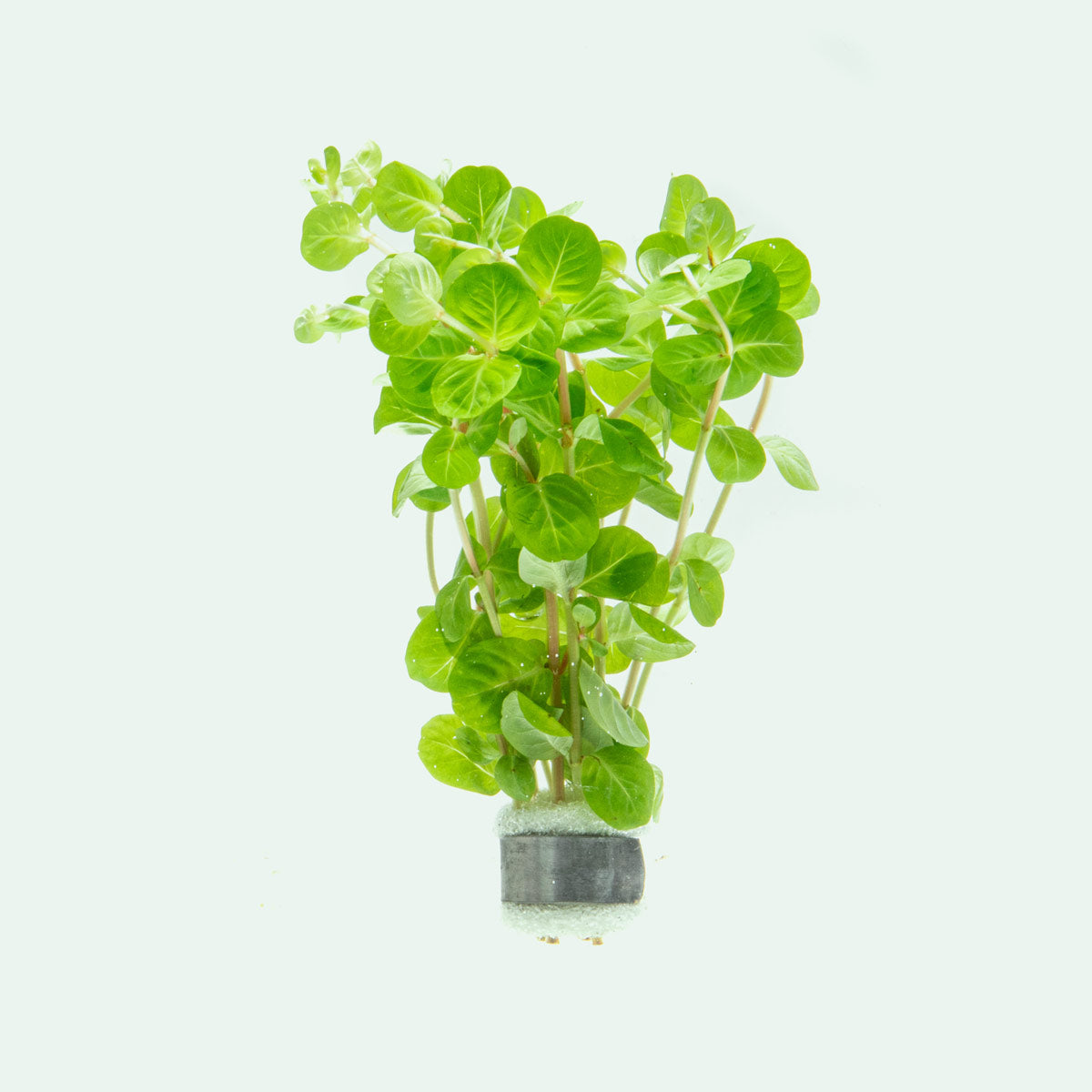Rotala Manipurensis Rare Aquarium Plant for Planted Aquarium Tank