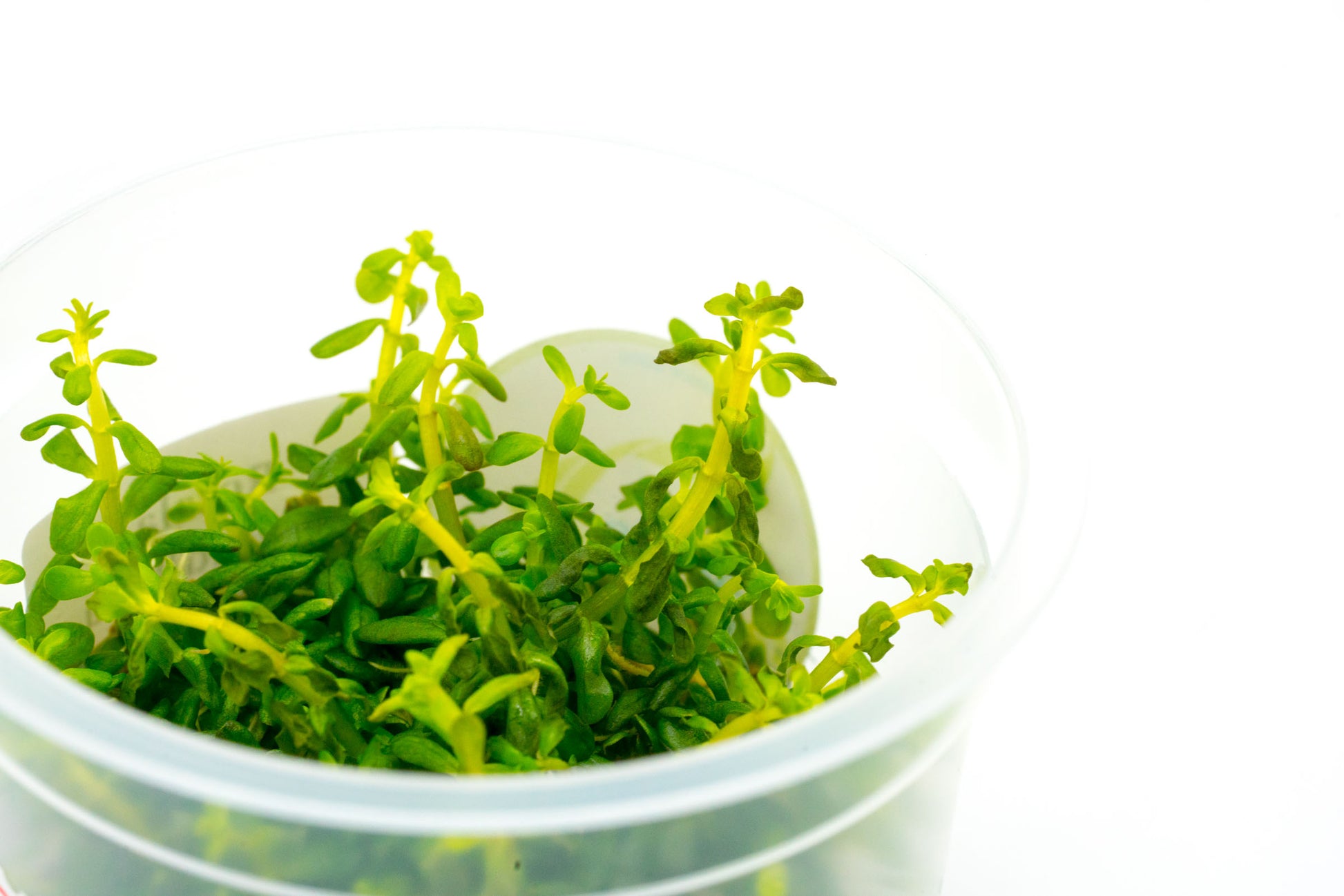 Shop Rotala Rotundifolia Aquatic Plants - Glass Aqua