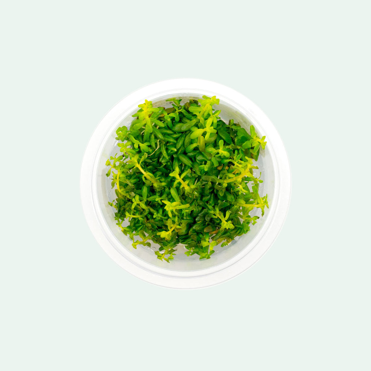 Shop Rotala Rotundifolia Aquatic Plants - Glass Aqua