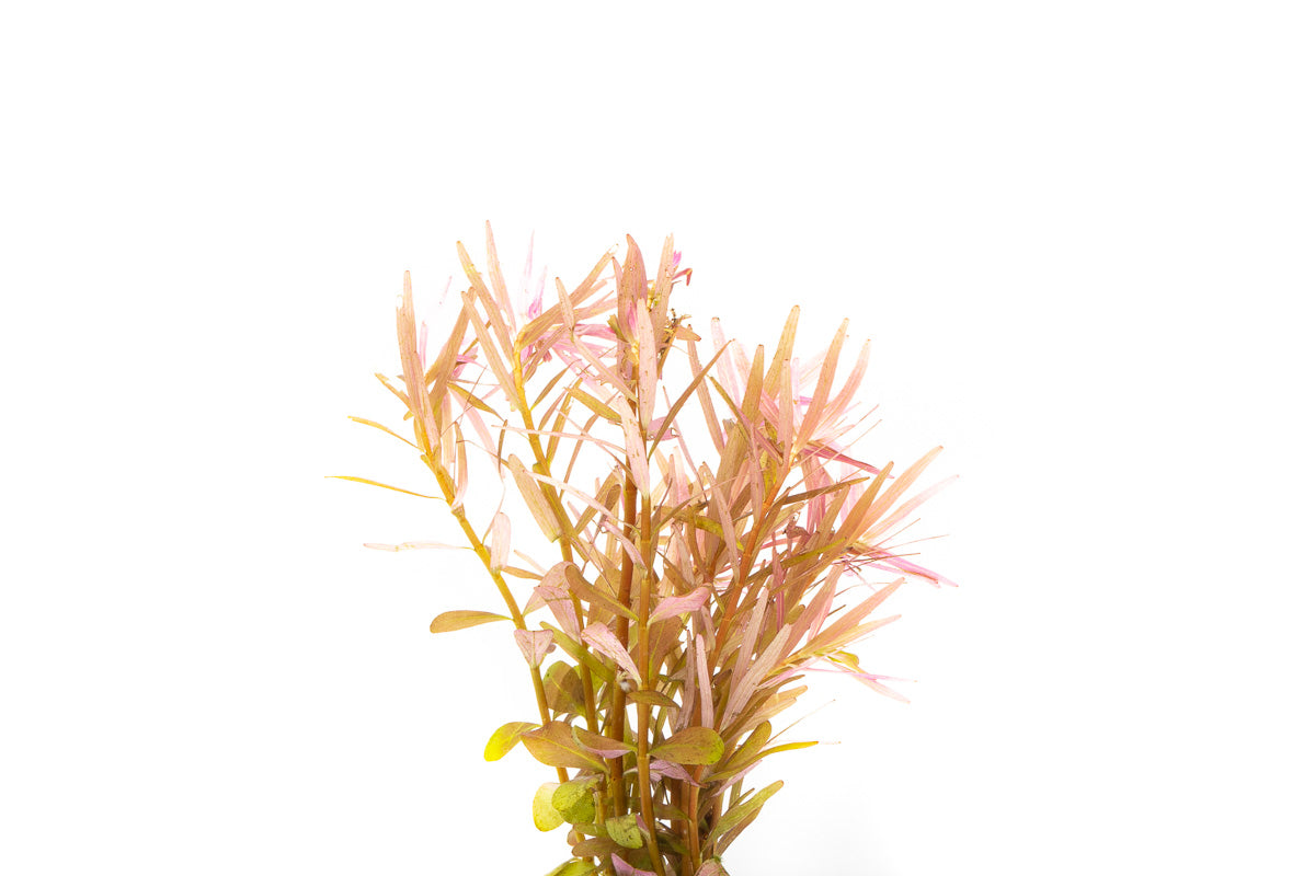 Rotala H'Ra - Glass Aqua