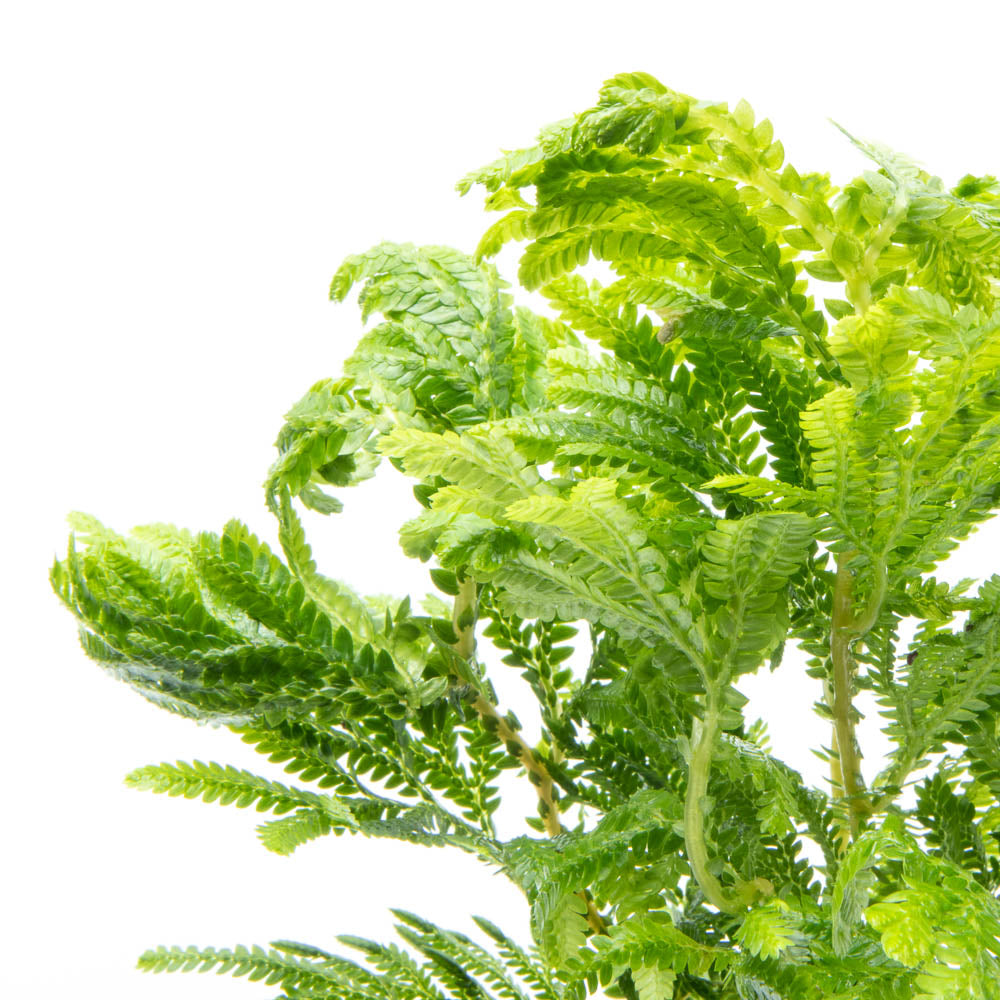 Selaginella Wallichi - Glass Aqua