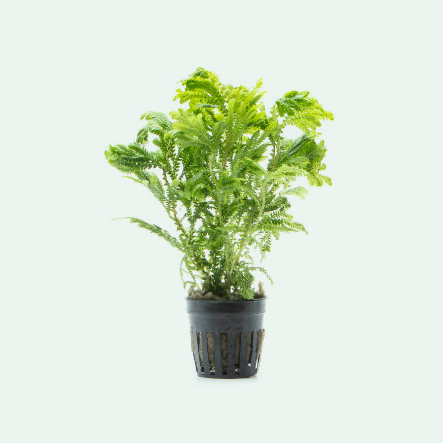 Selaginella Wallichi - Glass Aqua