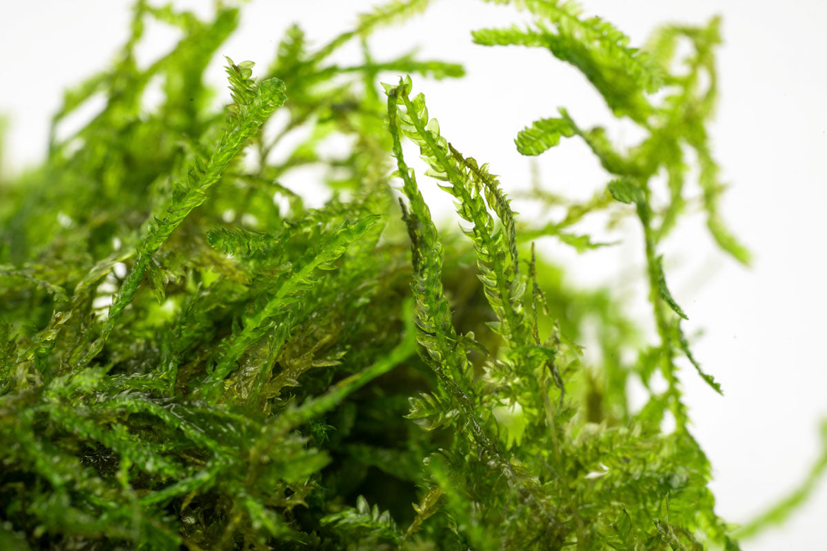 Taxiphyllum sp. 'Spiky Moss' | Shop Live Aquarium Moss - Glass Aqua