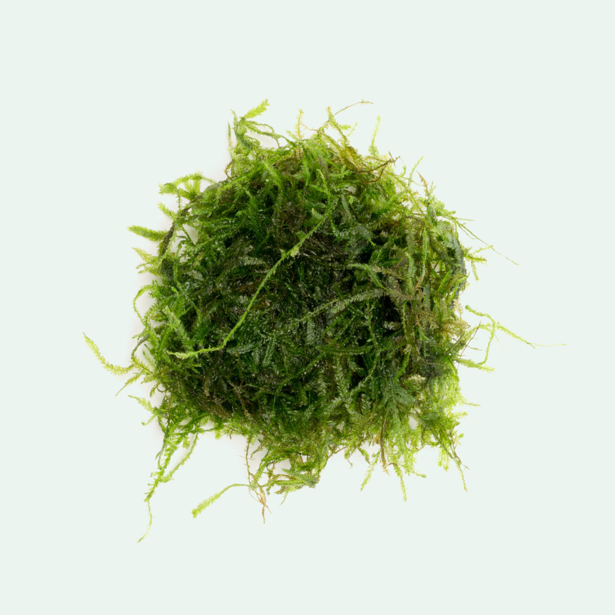 Taxiphyllum sp. 'Spiky Moss' | Shop Live Aquarium Moss - Glass Aqua