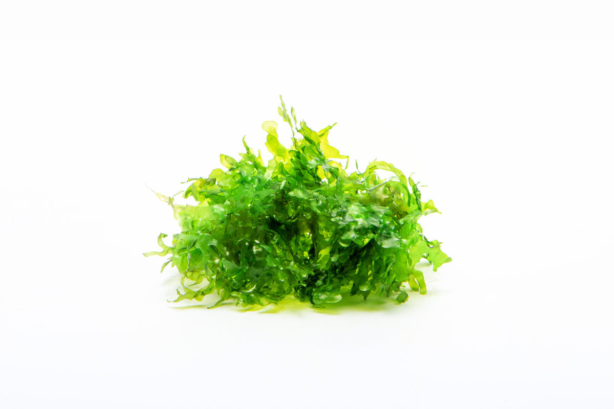 Süsswassertang Subwassertang Round Pellia Live Aquatic Plant