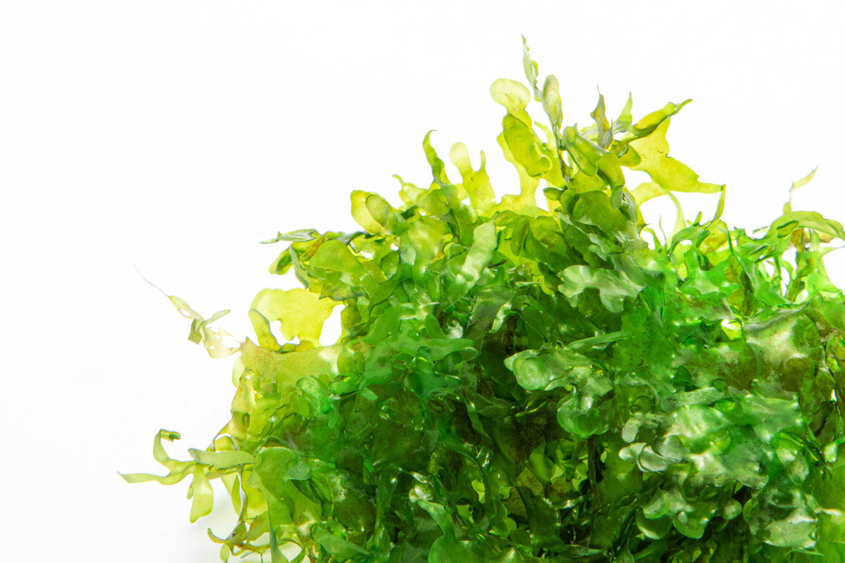 Süsswassertang Subwassertang Round Pellia Live Aquatic Plant