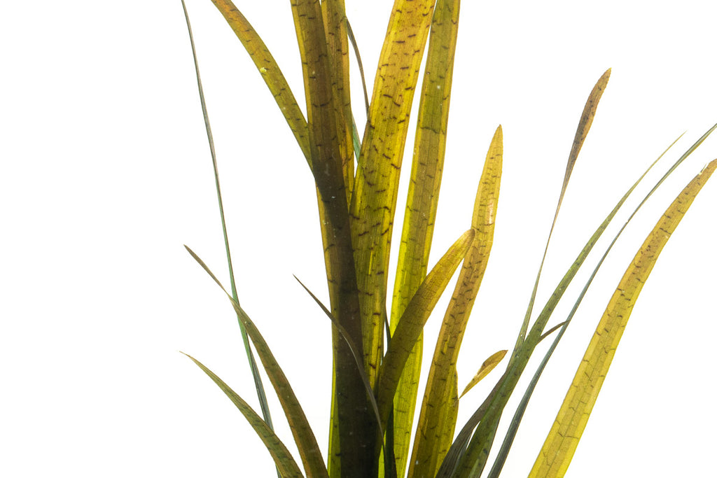 Shop Vallisneria Spiralis Leopard Aquatic Plants - Glass Aqua