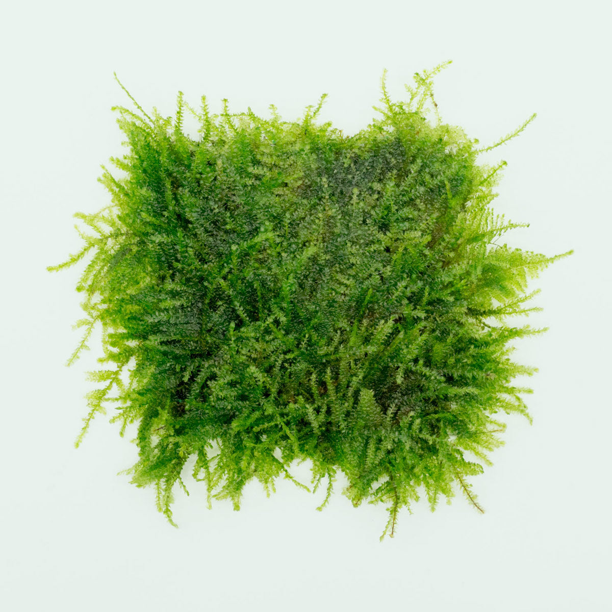 Shop Weeping Moss Large Mat Aquatic Plants - Glass Aqua
