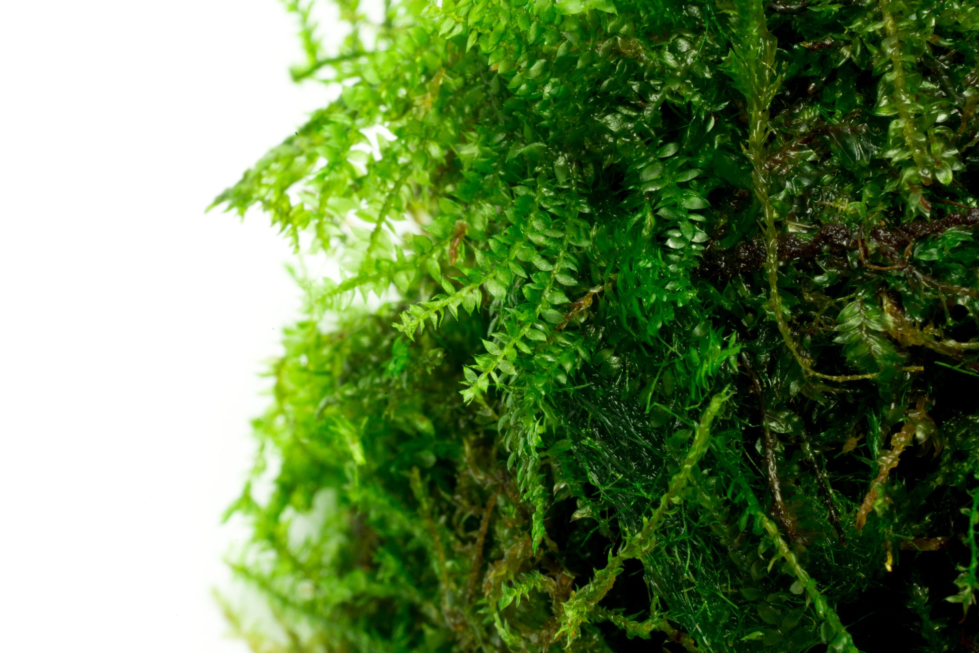 Shop Weeping Moss Aquatic Plants - Glass Aqua
