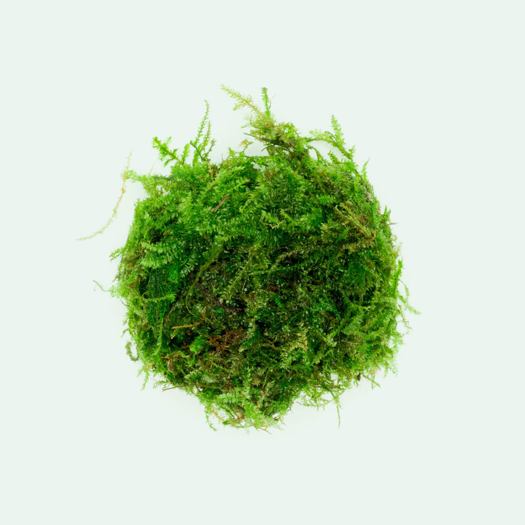 Shop Weeping Moss Aquatic Plants - Glass Aqua