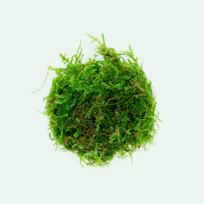 Shop Weeping Moss Aquatic Plants - Glass Aqua