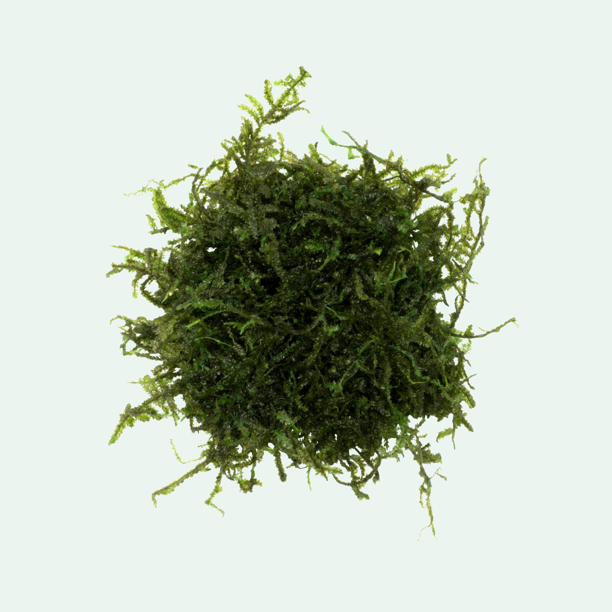 Christmas Moss - Glass Aqua